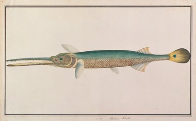 Spottail Needlefish, from Drawings of Fishes from Malacca, c.1805-18 by Chinese School